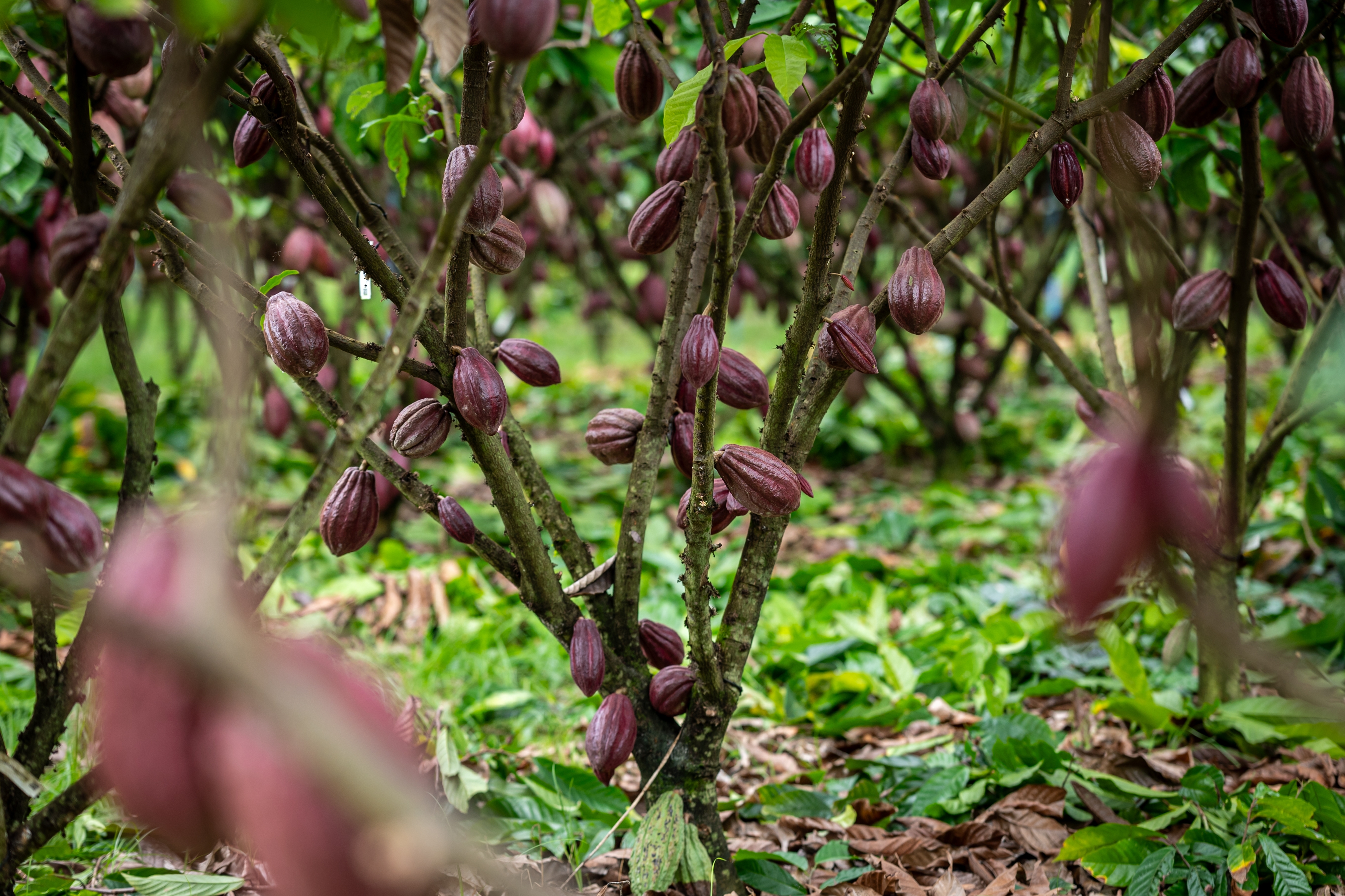 Cacao trees