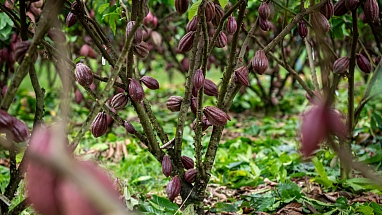 Cacao trees